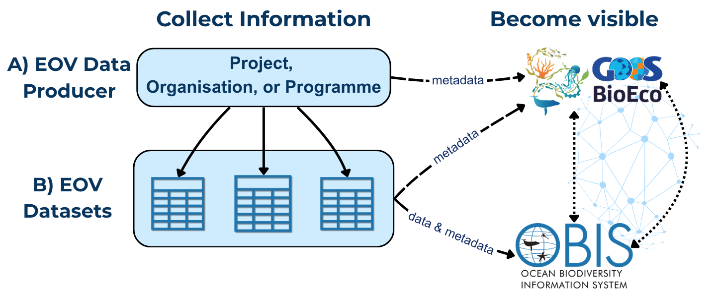 EOV data flow to OBIS and the BioEco portal